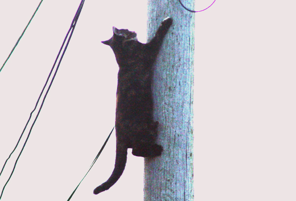 katt_s.jpg